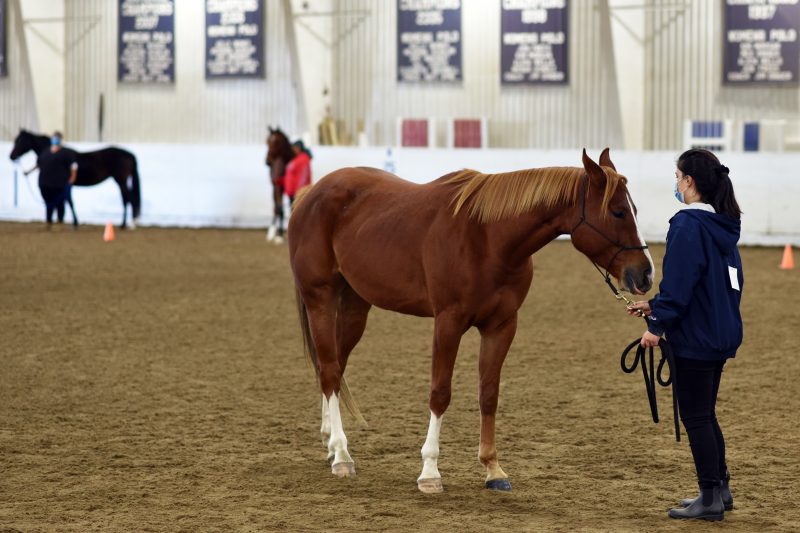 UConn PCS: Introduction to Equine Science and Horsemanship